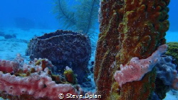 “Coral Garden” Taken in Carlisle bay, Barbados with Olymp... by Steve Dolan 